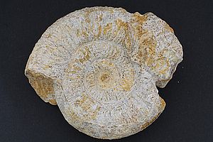 Ammoniten 3533